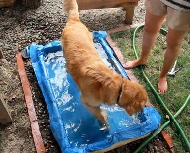 5 Step DIY Dog Pool | DIYIdeaCenter.com