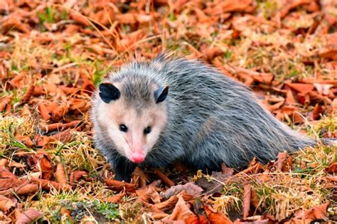 Virginia Opossum (Didelphis virginiana) · iNaturalist