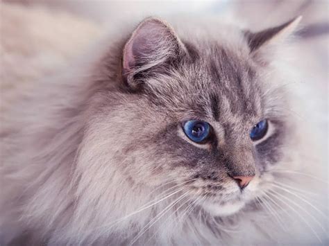 Do All Ragdoll Cats Have Blue Eyes: Parts and List of Ragdoll Cats Eye ...