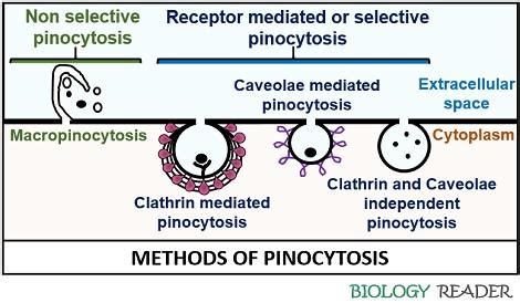 What is Pinocytosis? Definition, Process & Functions - Biology Reader