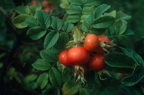 Rose Hips Rosa Rugosa Photograph by John W. Bova