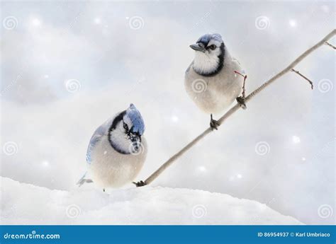 Two blue jays in winter stock image. Image of wildlife - 86954937