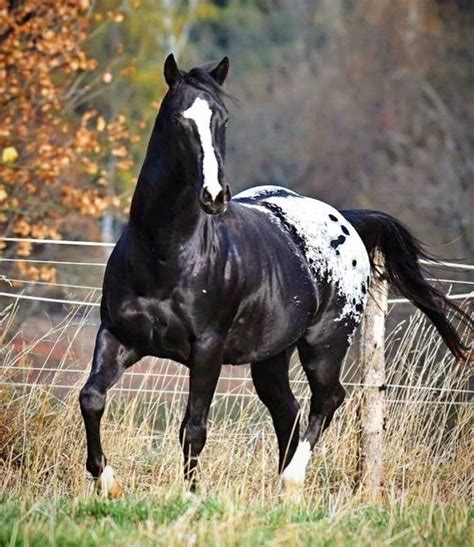 45 Perfect Horse Names For Appaloosa Stallions | PetPress