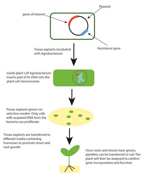 What is plant transformation? | John Innes Centre