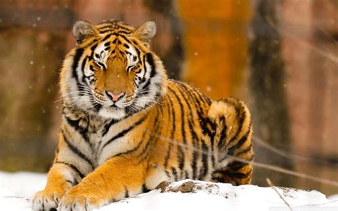 Siberian Tiger Wallpapers - Wallpaper Cave