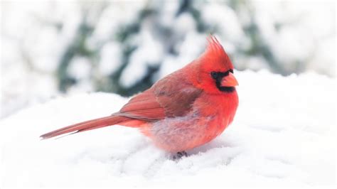 Cardinal Bird Meaning & Symbolism - SongbirdHub