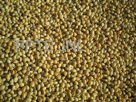 Yellow millet,Ukraine price supplier - 21food