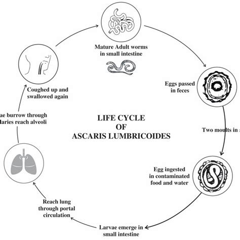 The life cycle of ascaris lumbricoides | Download Scientific Diagram