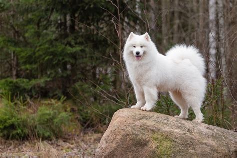 The Samoyed Chow Chow Mix: A Clash of Breeds - Happy Samoyed