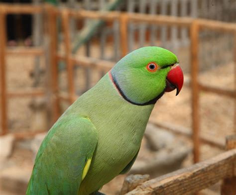 Rose-ringed Parakeet by NickiStock on DeviantArt