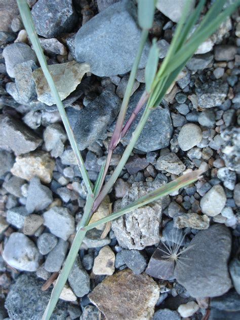 Genus: Agrostis (bentgrass): Go Botany