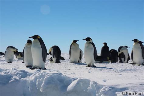 Secret Hideout Helped Penguins Survive the Last Ice Age | Live Science