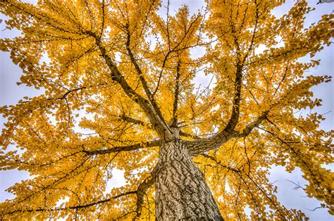 Image Bottom view Nature Autumn Trunk tree Branches Trees