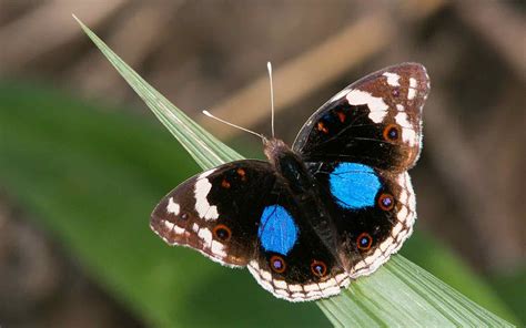 What butterflies can be found where, when and why? | Kloof Conservancy ...