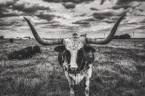 HD wallpaper: texas, longhorn, steer, bull, sky, clouds, landscape, cattle | Wallpaper Flare