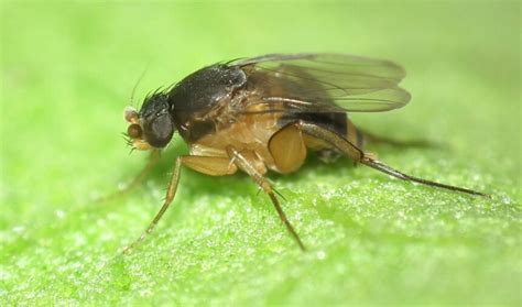 How to Get Rid of Phorid Flies: Everything You Need to Know