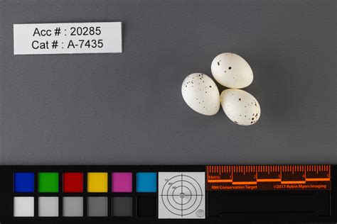 Vireo gilvus | Bird Eggs of Canada