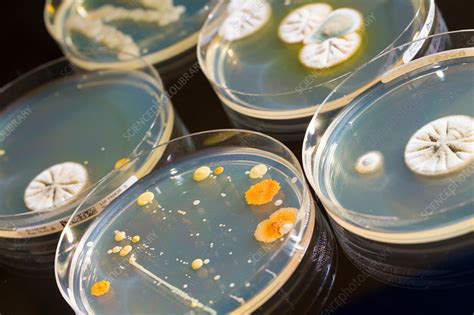 Petri dishes with bacteria - Stock Image - F018/3375 - Science Photo Library