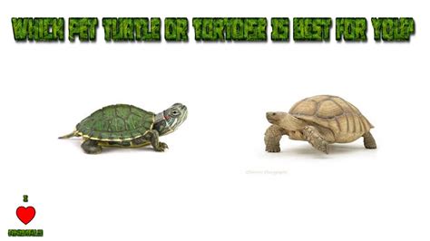 Which Pet Turtle Or Tortoise Is Best For You? | TheAnimalGuyTV ...