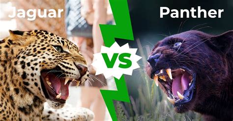 Jaguar Vs Panther: 6 Key Differences Explained - AZ Animals