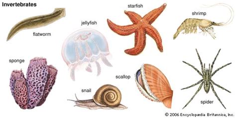 Invertebrates - Mr. Steckle's SciencePage