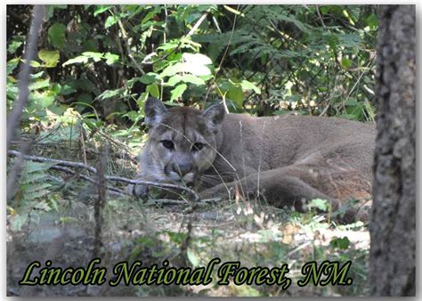 Lincoln National Forest Mountain Lion — BCDesign