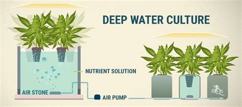 Dwc Hydroponics System – The Ultimate Guide - Gardening Heavn