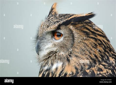 A close-up of an eagle owl Stock Photo - Alamy