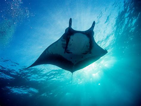 Giant Manta Ray | Largest of its Kind - Our Breathing Planet