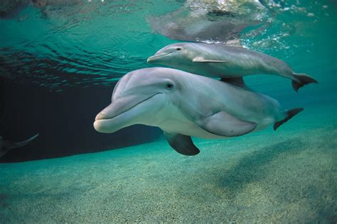 Dolphins Whistle Their Names with Complex, Expressive Patterns | Scientific American