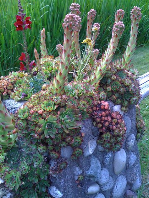 hens-and-chicks with snapdragon (With images) | Planting succulents, Succulents garden, Cacti ...