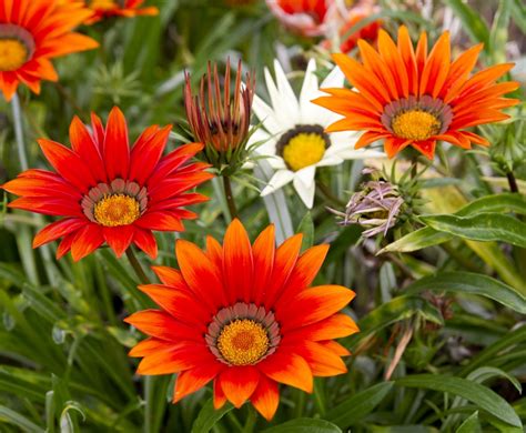 Treasure Flower, Gazania mix seeds - Gazania rigens – Garden Seeds Market