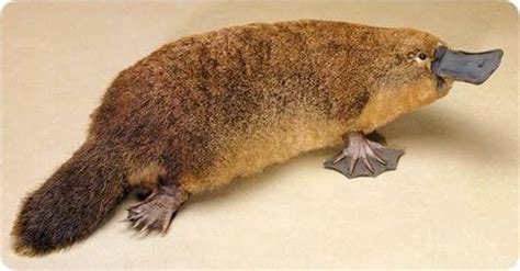 Ornitorrinco (Ornithorhynchus anatinus) | Anatomy for artists, Platypus, New world