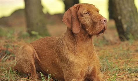 Wirehaired Vizsla Breed Information - Vetstreet | Vetstreet