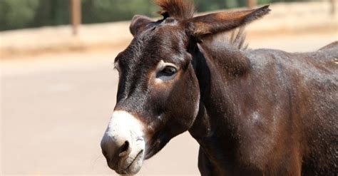 Hinny vs Mule: Are They Different? - A-Z Animals