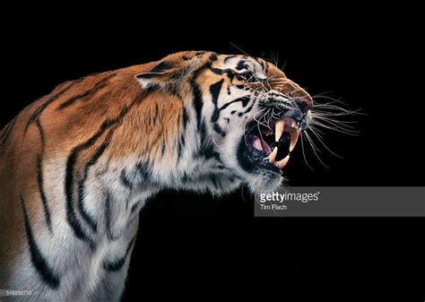 Tiger snarling, showing teeth and whiskers, fierce look. | Animal planet, Wild animal wallpaper ...