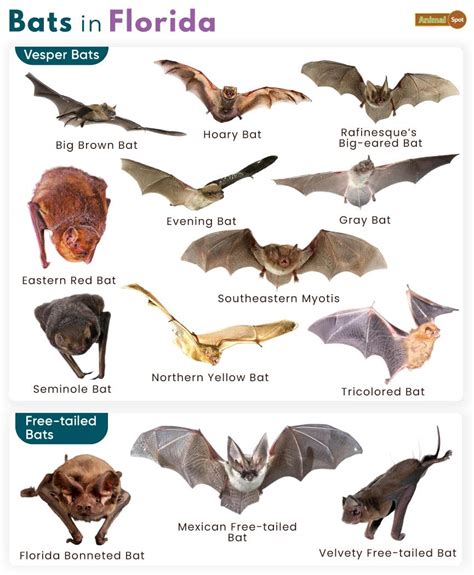 List of Bats in Florida (With Pictures)