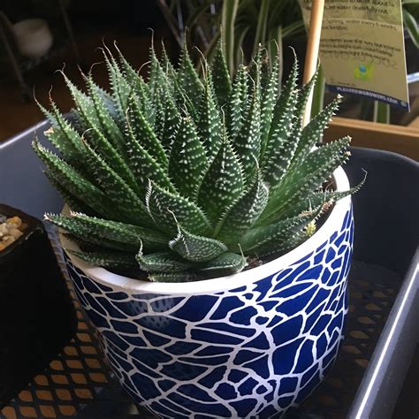 What succulents are these? : houseplants