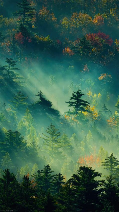 Forest Nature Scenery 4K #5630f Wallpaper iPhone Phone