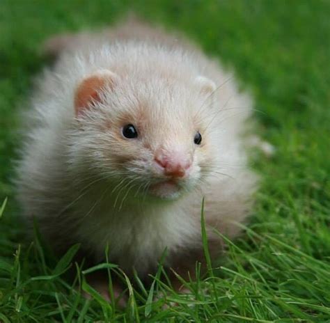 Cinnamon angora ferret | Funny ferrets, Cute ferrets, Pet ferret