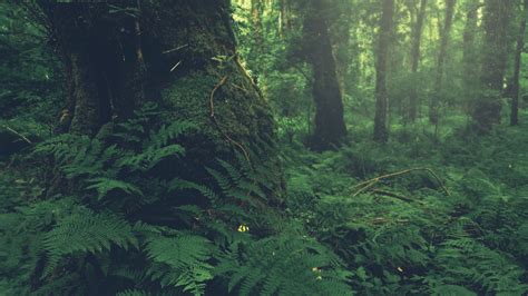 Old Growth Forest Wallpapers - Top Free Old Growth Forest Backgrounds - WallpaperAccess