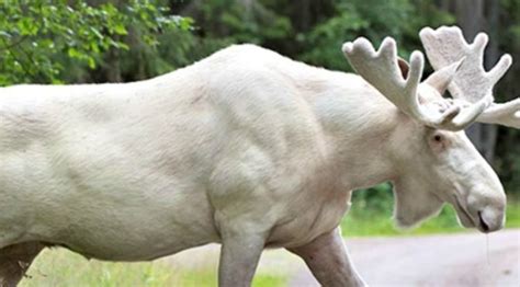 Albino Moose