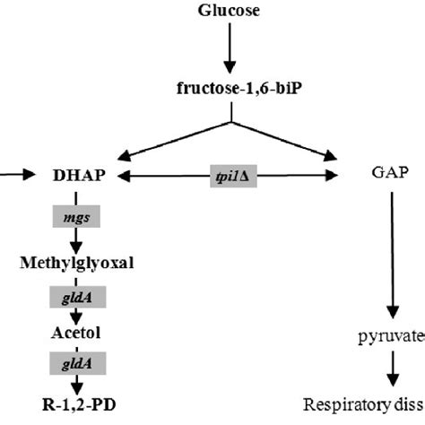 Metabolic pathway for 1,2-propanediol production in Saccharomyces ...