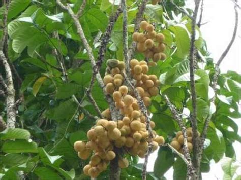 Langsat tree with fruits,borneo fruit. - YouTube