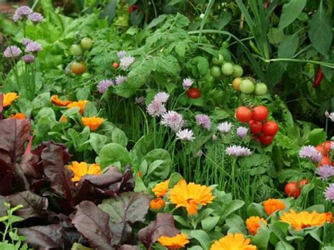 Best Vegetable Garden Layouts for Amazing Results