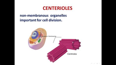 7 centrioles,cilia and flagella - YouTube