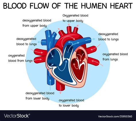 Diagram blood flow human heart Royalty Free Vector Image