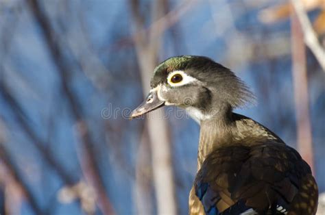 Female Wood Duck Flying in a Blue Sky Stock Photo - Image of wood, blue ...