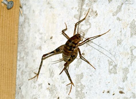 Crickets: The Pests You Need To Know About - Tasteful Space