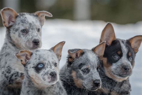 Heeler Puppies